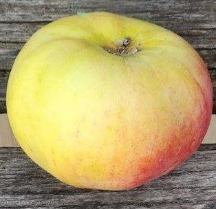 Apple - Prairie Magic