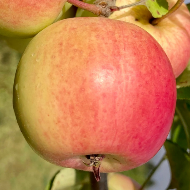 Apple - Prairie Sensation