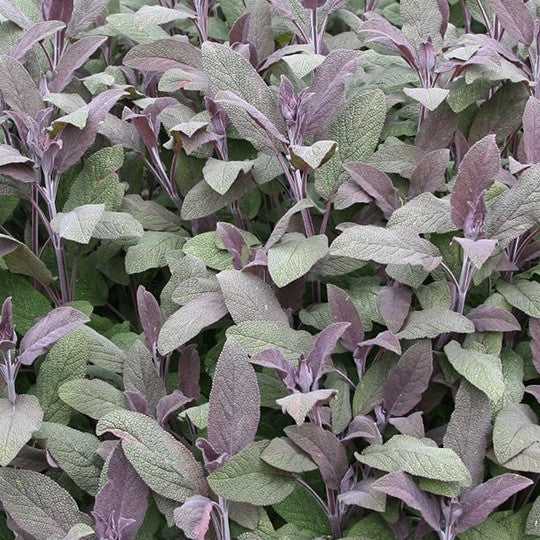 Purple Sage