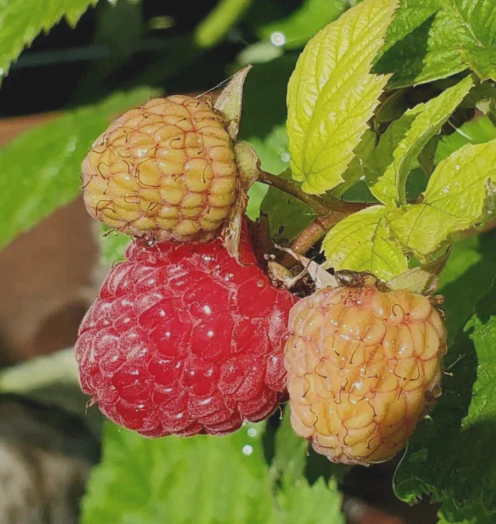 Raspberry - Souris – Bearberry Roots