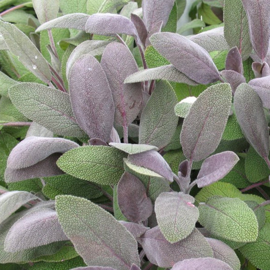 Sage - Purple