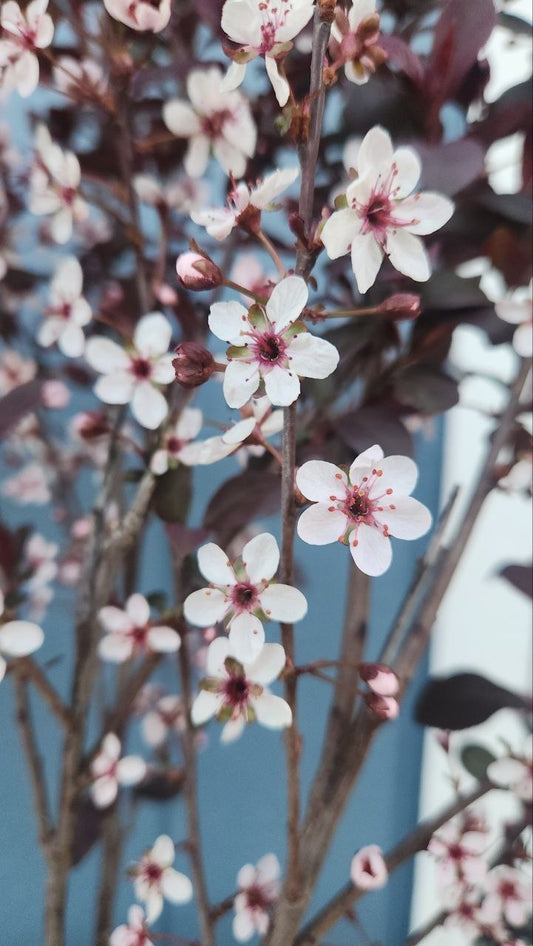 Sandcherry - Purple Leaf