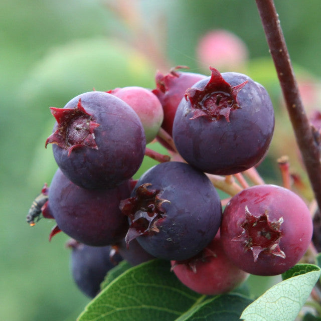 Saskatoon - Martin – Bearberry Roots