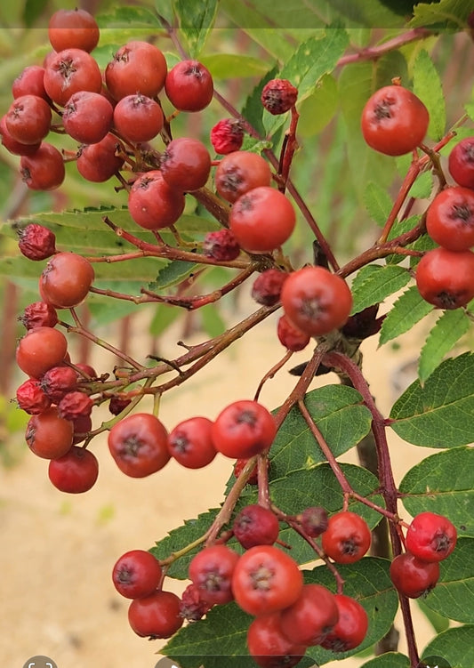 Mountain Ash - Showy