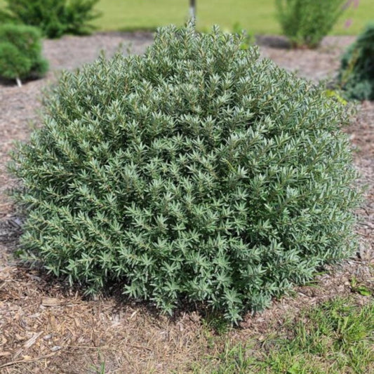 Sea Buckthorn - Silver Star
