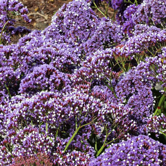 Sea Lavender