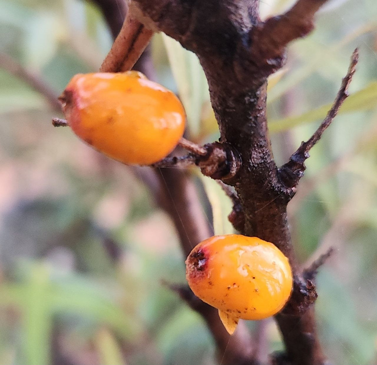Sea Buckthorn - Eva
