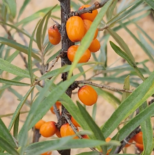 Sea Buckthorn - Sunny