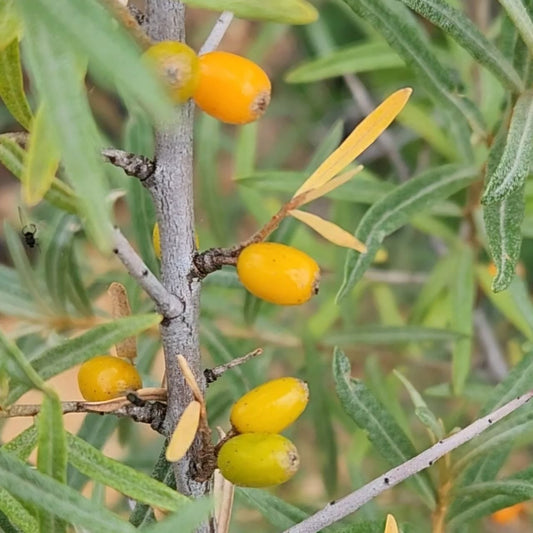 Sea Buckthorn - Orange Energy