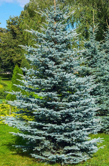 Spruce - Colorado Blue