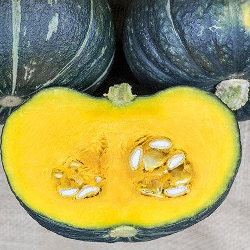 Squash - Kurinishiki mini Kabocha