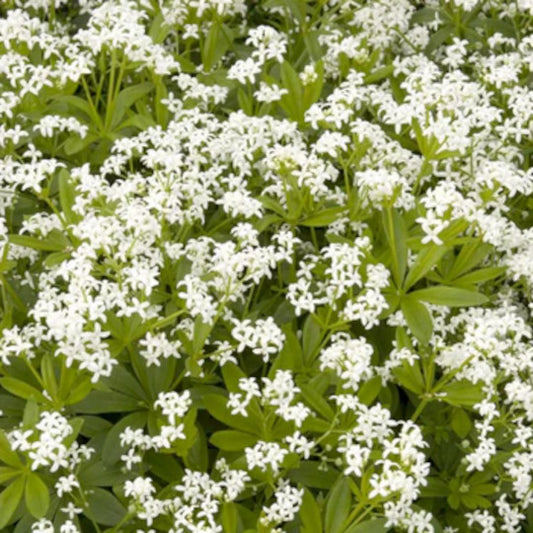 Sweet Woodruff