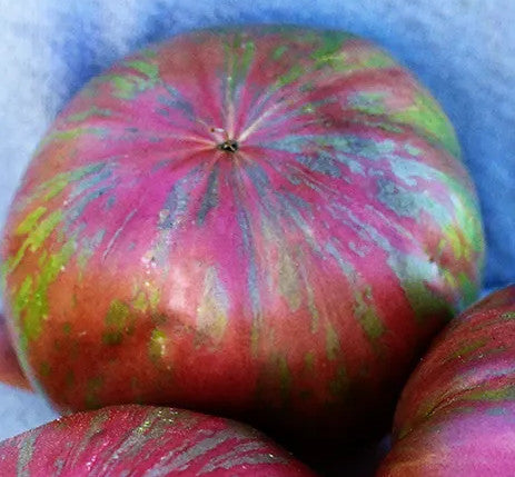 Tomato - Pink Berkley