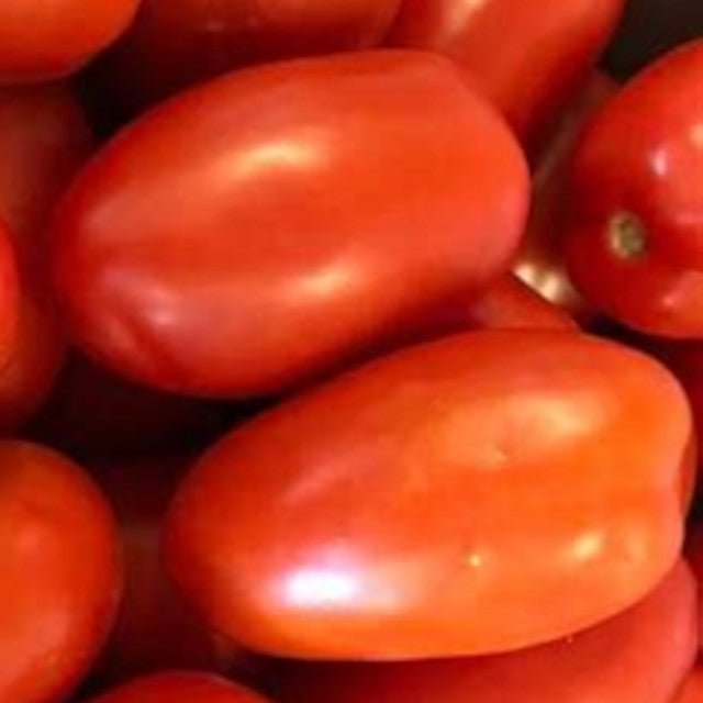 Tomato - Roma