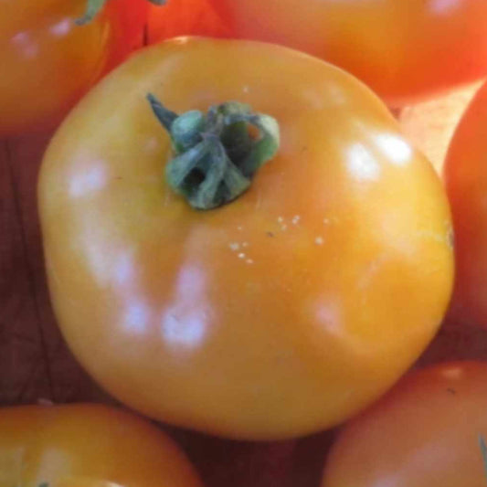 Tomato - Utyonok