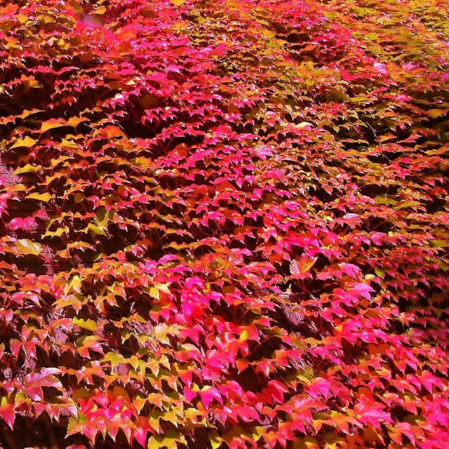 Virginia Creeper