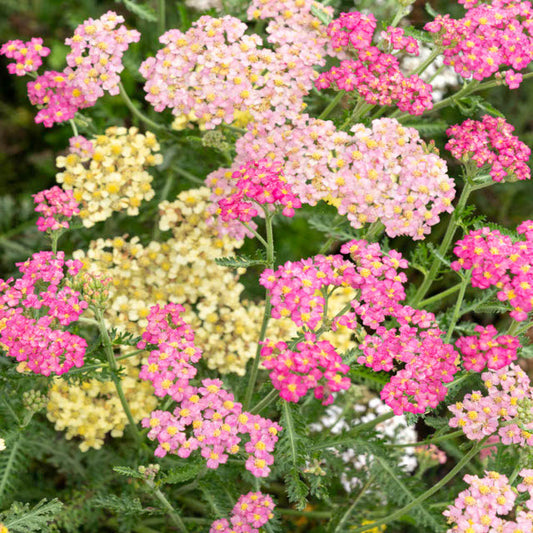 Yarrow - Summer Pastels