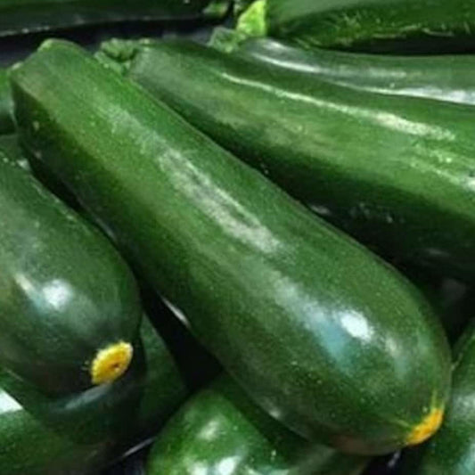 Zucchini - Desert