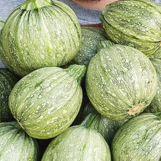 Zucchini - Ronde de Nice