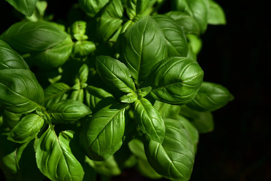 Basil - Everleaf Genovese