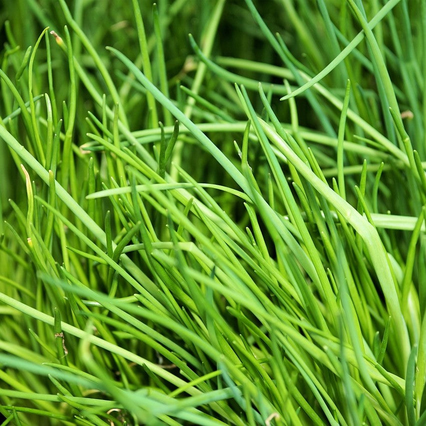 Chives - Garlic