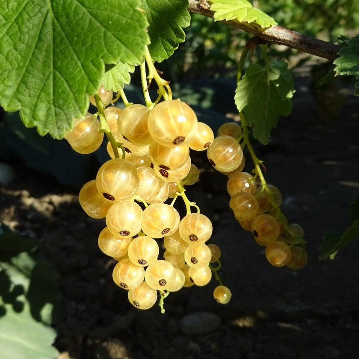 Currant - Golden