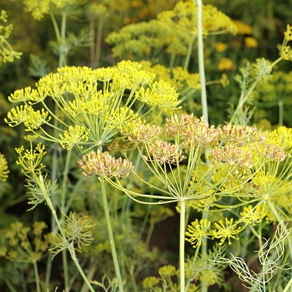 Dill - Fernleaf