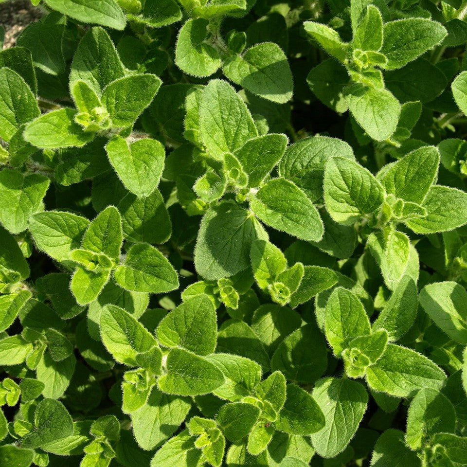 Oregano - Italian