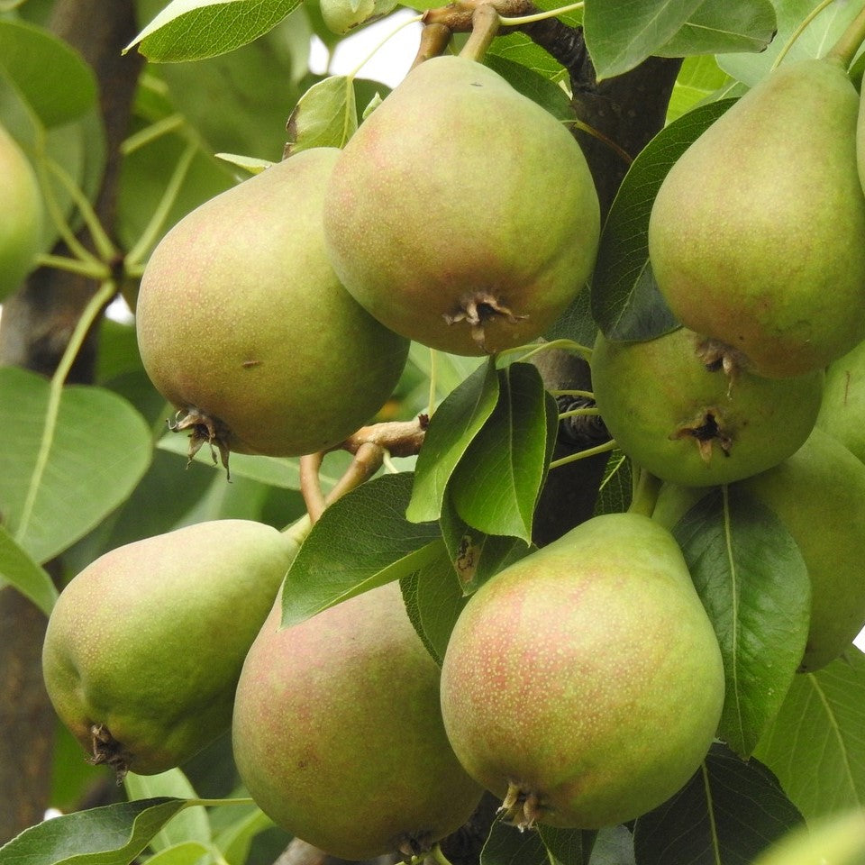 Pear - Ussurian