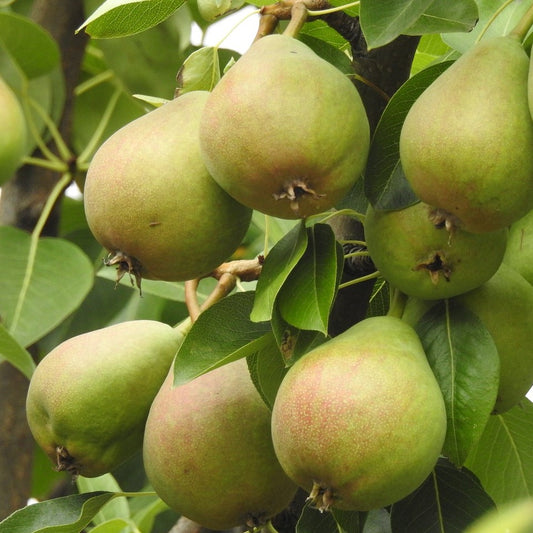 Pear - Ussurian