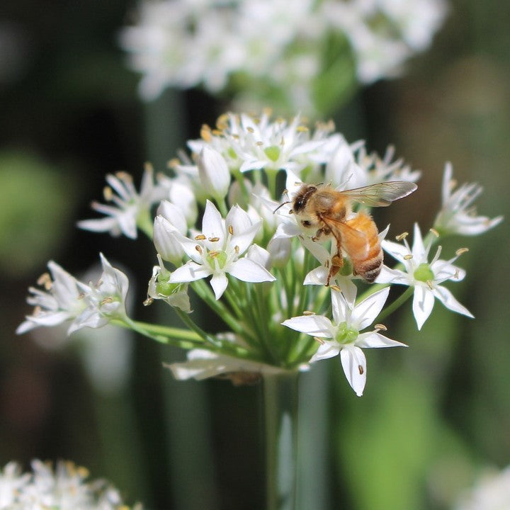 Chives - Garlic
