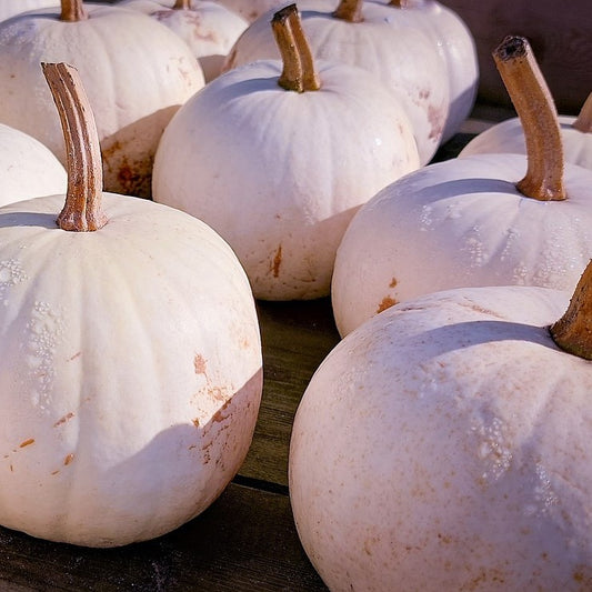 Pumpkin - Casper