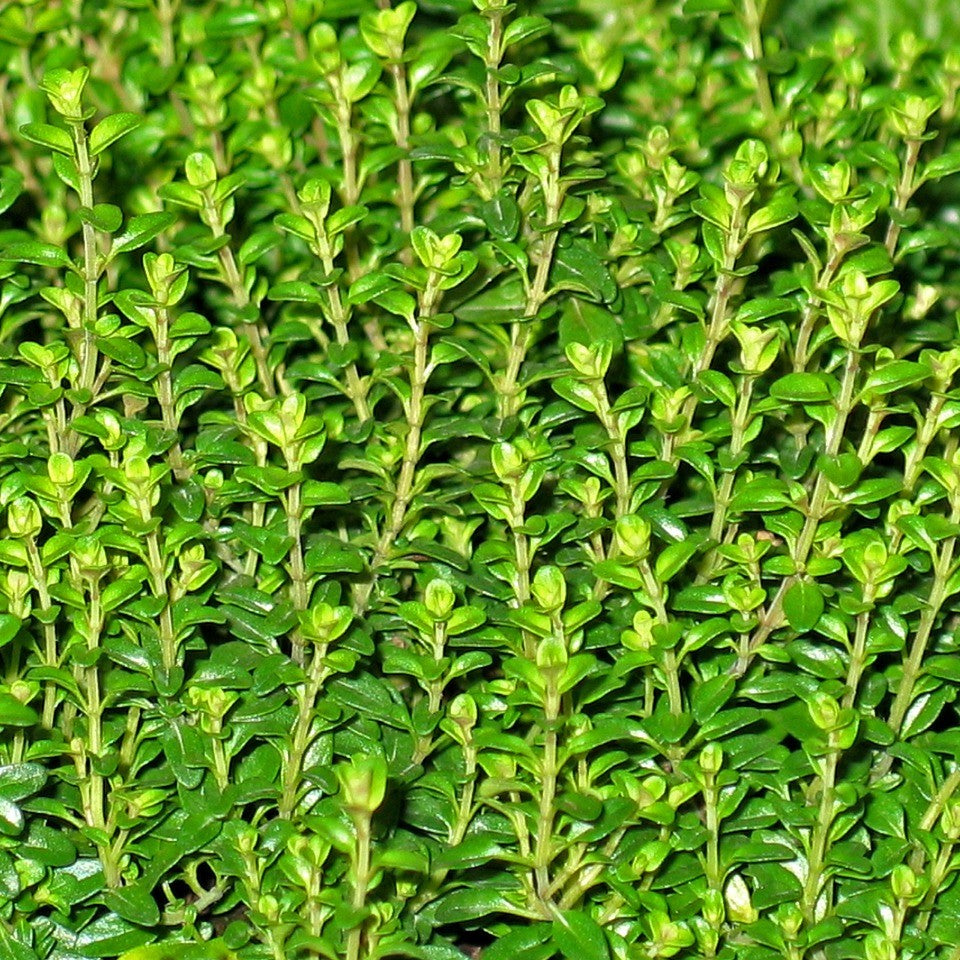 Thyme - Golden Lemon