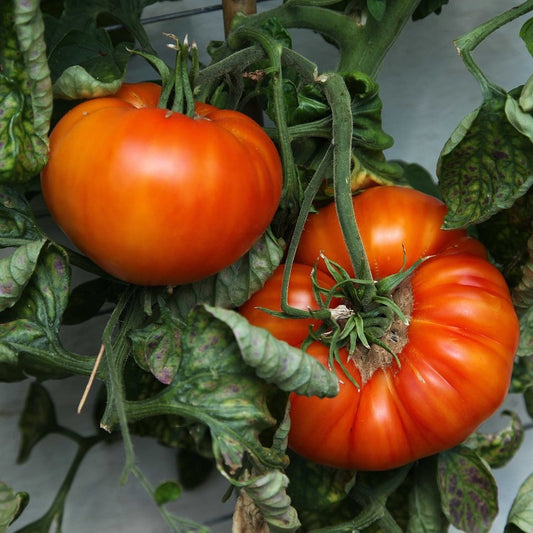 Tomato - Bush Beefsteak